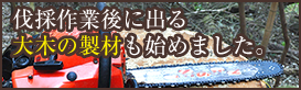 伐採作業後に出る大木の製材も始めました。