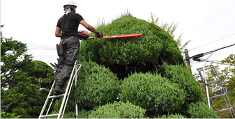 植木剪定