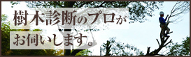 樹木診断のプロがお伺いします。