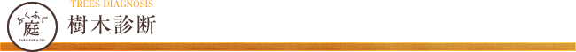 樹木診断