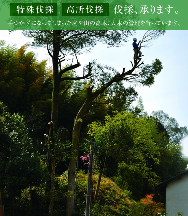 特殊伐採・高所伐採、承ります。